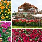 Da Gardenville fiorisce l'autunno: è tempo di crisantemi Da Gardenville fiorisce l'autunno: è tempo di crisantemi