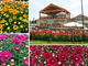 Da Gardenville fiorisce l'autunno: è tempo di crisantemi Da Gardenville fiorisce l'autunno: è tempo di crisantemi