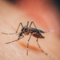 Giornata mondiale della zanzara: il 20 agosto ricorda la scoperta che cambiò la lotta alla malaria Giornata mondiale della zanzara: il 20 agosto ricorda la scoperta che cambiò la lotta alla malaria