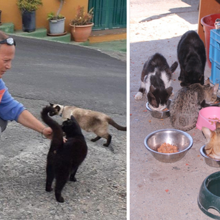 Biellese, gatti abbandonati e colonie feline: “Sterilizzare per ridurre la sofferenza" - Foto Alessandro Argentero