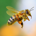 Giornata Mondiale degli Impollinatori: un progetto biellese per proteggere la biodiversità Giornata Mondiale degli Impollinatori: un progetto biellese per proteggere la biodiversità