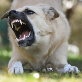 Aggredita da un cane a Cavaglià