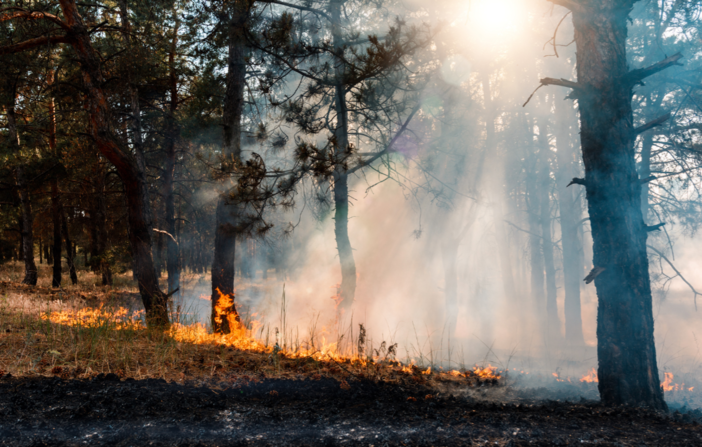 Incendi in Piemonte, oltre 800 ettari di bosco distrutti Incendi in Piemonte, oltre 800 ettari di bosco distrutti