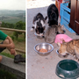 Benessere animale nel Biellese, quattro proposte contro randagismo e abbandono Benessere animale nel Biellese, quattro proposte contro randagismo e abbandono
