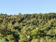 Bosco della Serra, bosco della Serra: si noti la presenza di molti soggetti arborei con foglie secche (castagni).