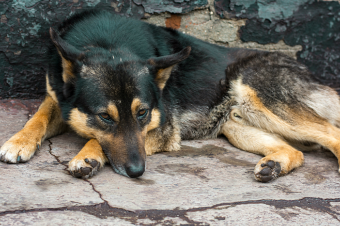 Animali da compagnia, fondi ai Comuni per contrastare abbandoni e maltrattamenti Animali da compagnia, fondi ai Comuni per contrastare abbandoni e maltrattamenti