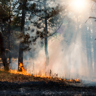 Incendi in Piemonte, oltre 800 ettari di bosco distrutti