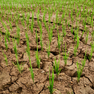 Crisi idrica a Salussola: richiesti sostegni per le aziende agricole