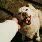 Giornata mondiale del cane, una storia di amicizia lunga millenni Giornata mondiale del cane, una storia di amicizia lunga millenni