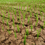 Crisi idrica a Salussola: richiesti sostegni per le aziende agricole Crisi idrica a Salussola: richiesti sostegni per le aziende agricole