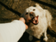 Giornata mondiale del cane, una storia di amicizia lunga millenni Giornata mondiale del cane, una storia di amicizia lunga millenni