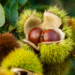 Il futuro del castagno nel Biellese: soci e appassionati convocati in assemblea a Valdilana