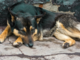 Animali da compagnia, fondi ai Comuni per contrastare abbandoni e maltrattamenti Animali da compagnia, fondi ai Comuni per contrastare abbandoni e maltrattamenti