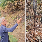Un cervo cerca la sua strada tra le ceneri del bosco, il volto della Valsessera ferita dall'incendio