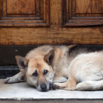 “La gentilezza non va in vacanza”: a Candelo una campagna contro l’abbandono degli animali “La gentilezza non va in vacanza”: a Candelo una campagna contro l’abbandono degli animali