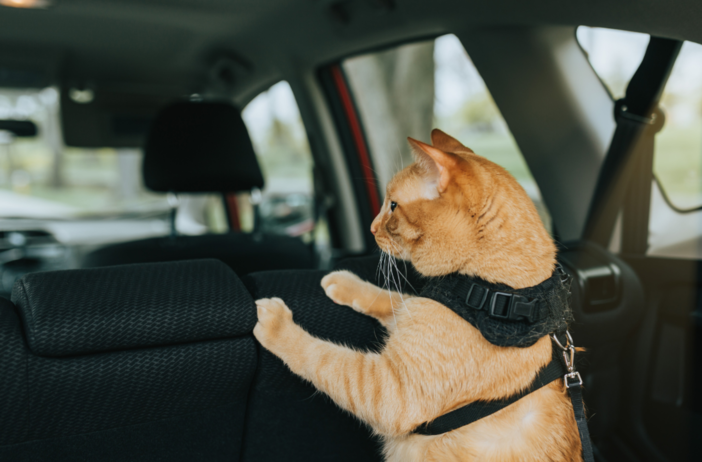 Viaggiare con gli animali domestici: regole e accessori per un trasporto sicuro