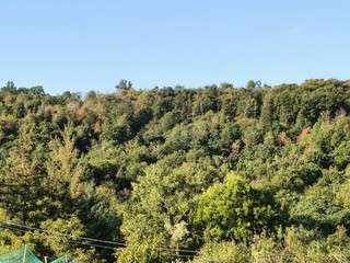 Bosco della Serra, bosco della Serra: si noti la presenza di molti soggetti arborei con foglie secche (castagni). Bosco della Serra, bosco della Serra: si noti la presenza di molti soggetti arborei con foglie secche (castagni).