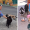 Biellese, gatti abbandonati e colonie feline: “Sterilizzare per ridurre la sofferenza" - Foto Alessandro Argentero