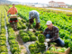 Lavoro agricolo stagionale, Regione Piemonte: fondi ai Comuni per accoglienza e legalità