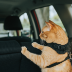Viaggiare con gli animali domestici: regole e accessori per un trasporto sicuro