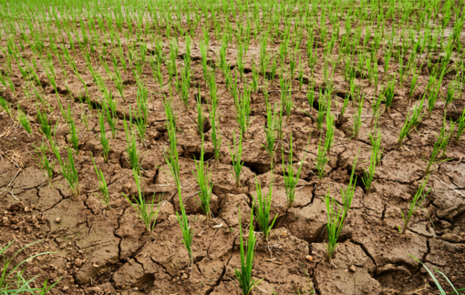 Crisi idrica a Salussola: richiesti sostegni per le aziende agricole Crisi idrica a Salussola: richiesti sostegni per le aziende agricole