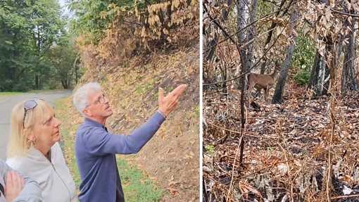 Un cervo cerca la sua strada tra le ceneri del bosco, il volto della Valsessera ferita dall'incendio
