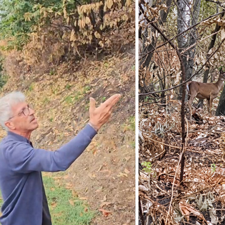 Un cervo cerca la sua strada tra le ceneri del bosco, il volto della Valsessera ferita dall'incendio