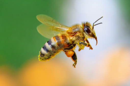 Giornata Mondiale degli Impollinatori: un progetto biellese per proteggere la biodiversità