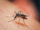 Giornata mondiale della zanzara: il 20 agosto ricorda la scoperta che cambiò la lotta alla malaria Giornata mondiale della zanzara: il 20 agosto ricorda la scoperta che cambiò la lotta alla malaria