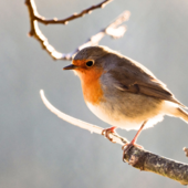 Pasqua, la leggenda del pettirosso simbolo di compassione e speranza Pasqua, la leggenda del pettirosso simbolo di compassione e speranza