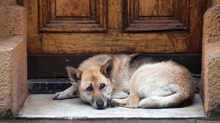 “La gentilezza non va in vacanza”: a Candelo una campagna contro l’abbandono degli animali “La gentilezza non va in vacanza”: a Candelo una campagna contro l’abbandono degli animali