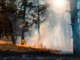 Incendi in Piemonte, oltre 800 ettari di bosco distrutti Incendi in Piemonte, oltre 800 ettari di bosco distrutti