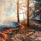 Oltre 500 operatori contro gli incendi, la Regione fa il punto sulla siccità Oltre 500 operatori contro gli incendi, la Regione fa il punto sulla siccità