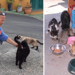 Biellese, gatti abbandonati e colonie feline: “Sterilizzare per ridurre la sofferenza" - Foto Alessandro Argentero Biellese, gatti abbandonati e colonie feline: “Sterilizzare per ridurre la sofferenza" - Foto Alessandro Argentero