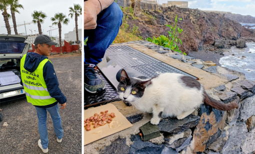 Dall'amore per gli animali alla cura delle colonie feline: Alessandro Argentero volontario a Tenerife