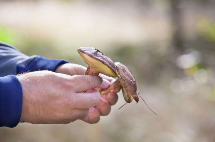 Funghi, dieci soccorsi in meno di tre giorni: tre persone hanno perso la vita Funghi, dieci soccorsi in meno di tre giorni: tre persone hanno perso la vita