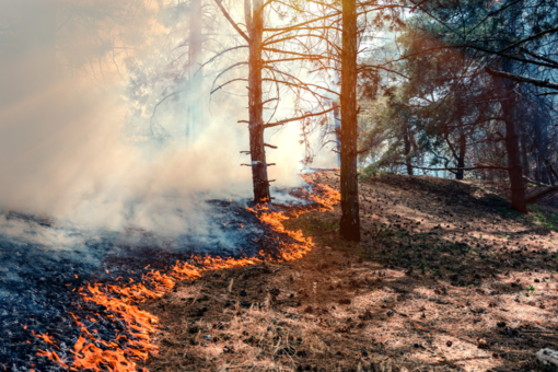 Oltre 500 operatori contro gli incendi, la Regione fa il punto sulla siccità