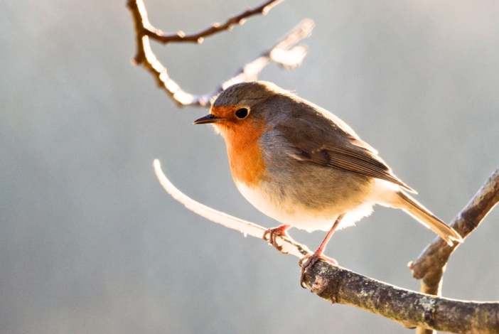 Pasqua, la leggenda del pettirosso simbolo di compassione e speranza