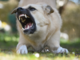 Aggredita da un cane a Cavaglià Aggredita da un cane a Cavaglià