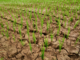Crisi idrica a Salussola: richiesti sostegni per le aziende agricole Crisi idrica a Salussola: richiesti sostegni per le aziende agricole