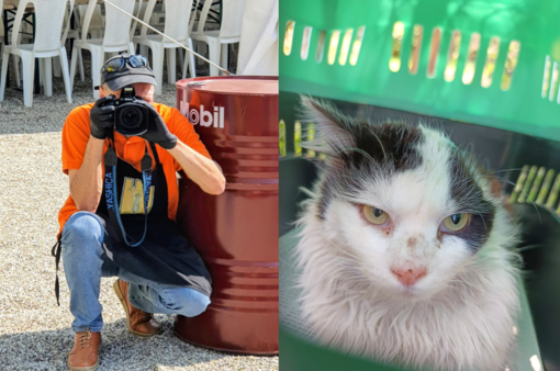 Dall’emergenza alla gestione: nel Biellese un osservatorio per monitorare le colonie feline Dall’emergenza alla gestione: nel Biellese un osservatorio per monitorare le colonie feline