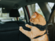 Viaggiare con gli animali domestici: regole e accessori per un trasporto sicuro
