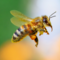 Giornata Mondiale degli Impollinatori: un progetto biellese per proteggere la biodiversità Giornata Mondiale degli Impollinatori: un progetto biellese per proteggere la biodiversità