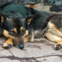 Animali da compagnia, fondi ai Comuni per contrastare abbandoni e maltrattamenti