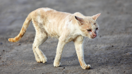 Dal Nord-ovest (PD). Quattordici gatti spariti, quattro indagati: si indaga sull'ipotesi del "Cat torture ring"