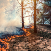 Oltre 500 operatori contro gli incendi, la Regione fa il punto sulla siccità