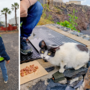 Dall'amore per gli animali alla cura delle colonie feline: Alessandro Argentero volontario a Tenerife Dall'amore per gli animali alla cura delle colonie feline: Alessandro Argentero volontario a Tenerife