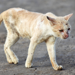Dal Nord-ovest (PD). Quattordici gatti spariti, quattro indagati: si indaga sull'ipotesi del "Cat torture ring" Dal Nord-ovest (PD). Quattordici gatti spariti, quattro indagati: si indaga sull'ipotesi del "Cat torture ring"