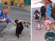 Biellese, gatti abbandonati e colonie feline: “Sterilizzare per ridurre la sofferenza" - Foto Alessandro Argentero