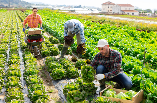 Lavoro agricolo stagionale, Regione Piemonte: fondi ai Comuni per accoglienza e legalità
